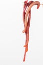 Red slimy earthworm white isolated,  background Royalty Free Stock Photo