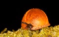 Red slug Royalty Free Stock Photo