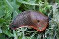 Red Slug - Arion rufus