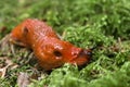 Snail Red Slug Royalty Free Stock Photo