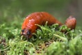 Red slug Royalty Free Stock Photo