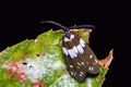 Red slug caterpillar moth