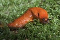 Red slug snail Royalty Free Stock Photo