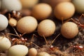 Red small ants lay eggs in their nest.