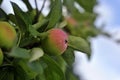 Red small apples on a branch Royalty Free Stock Photo