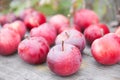 Red small apples. Fresh Harvest