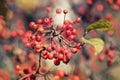 Red small apples ripe in the autumn Park Royalty Free Stock Photo