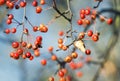 Red small apples ripe in the autumn Park