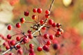 Red small apples ripe in the autumn Park Royalty Free Stock Photo