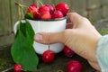 Red Apples in the Bowl in the Garden. Royalty Free Stock Photo