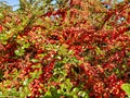Red small berries in the nature green bush wallpaper small fruit