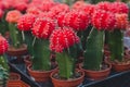 Red, small cacti, cactuses in a pot.