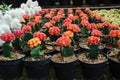 Red small cactus in small pots. Royalty Free Stock Photo