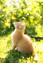 Red small cat in the garden Royalty Free Stock Photo