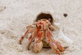A red small crab with his shell walking on white sand close up Royalty Free Stock Photo