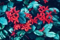 red small flowers with bright green cyan leaves background, toned with instagram filters in retro vintage color