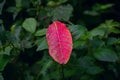 A red small leaf fall on the wild grass in the spring time in the garden Royalty Free Stock Photo