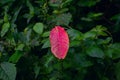 A red small leaf fall on the wild grass in the spring time in the garden Royalty Free Stock Photo
