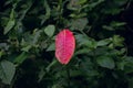 A red small leaf fall on the wild grass in the spring time in the garden Royalty Free Stock Photo