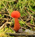 Red small mushroom