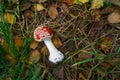 Red small mushroom with volva sheath lying on the ground in the forest in autumn Royalty Free Stock Photo