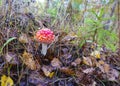 Red small neat amanita in the autumn forest after the rain