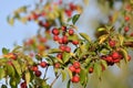 Red small paradise apples on the branches of wild apple tree close-up Royalty Free Stock Photo