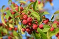 Red small paradise apples on the branches of wild apple tree close-up Royalty Free Stock Photo