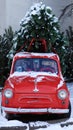 Red small retro car Zaporozhets with a Christmas tree fir tied to the roof. Fresh cut natural spruce for Christmas holiday