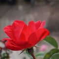 Red Small Rose