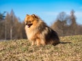 Red small Spitz dog sits on autumn meadow.