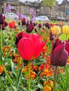 Red small tulip with two fiery orange tulips