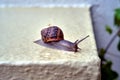 a red snail with a shell crawling on a concrete wall after rain in Greece Royalty Free Stock Photo