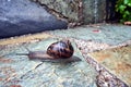 a red snail with a shell crawling on a concrete wall after rain Royalty Free Stock Photo
