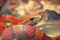 Red snake Royalty Free Stock Photo