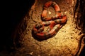 Red black stripe snake sleeps in rocks on the ground terrarium Royalty Free Stock Photo