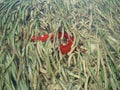 Red Snake Sea Cucumber, Numfor, Indonesia