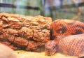 red snakeskin, Honduran milk snake. animal print fabric texture background. Close up view of Python Ball body, snake Royalty Free Stock Photo