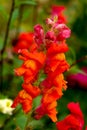 Red snapdragon flower on a flower bed in a summer garden Royalty Free Stock Photo