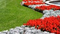 Red Snapdragon Flowers and Grass