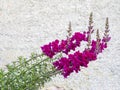 Red snapdragon flowers, stems bent after bad weather, still reach for the sun. Plain wall behind for copyspace