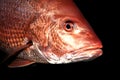 Red Snapper Royalty Free Stock Photo