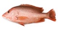 Red Snapper Royalty Free Stock Photo