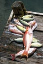 Red Snapper on Catch of the Day on Wooden Dock