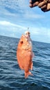 Red snapper caught using handline