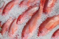 Red Snapper fish on ice Royalty Free Stock Photo