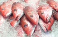 Red Snapper Fish on Ice at Fish Market