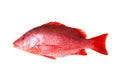 Red Snapper fish Royalty Free Stock Photo