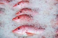 Red snapper in ice Royalty Free Stock Photo