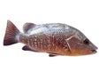 Red snapper Royalty Free Stock Photo
